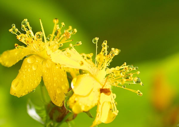 セイヨウオトギリソウの花