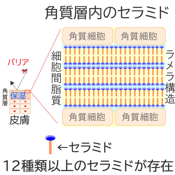 角質層内のセラミド