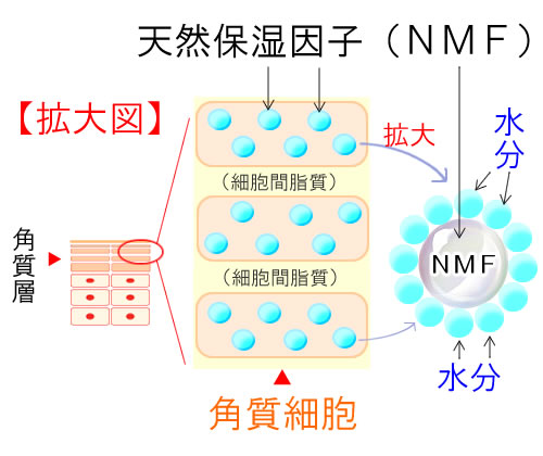 天然保湿因子（NMF）