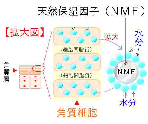 天然保湿因子（ＮＭＦ）のイメージ